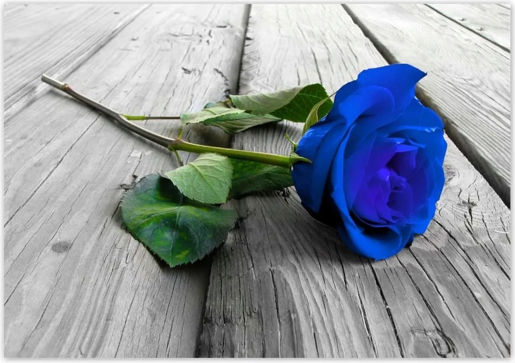 Poszterek 100x70 Kék rózsa a deszkákon