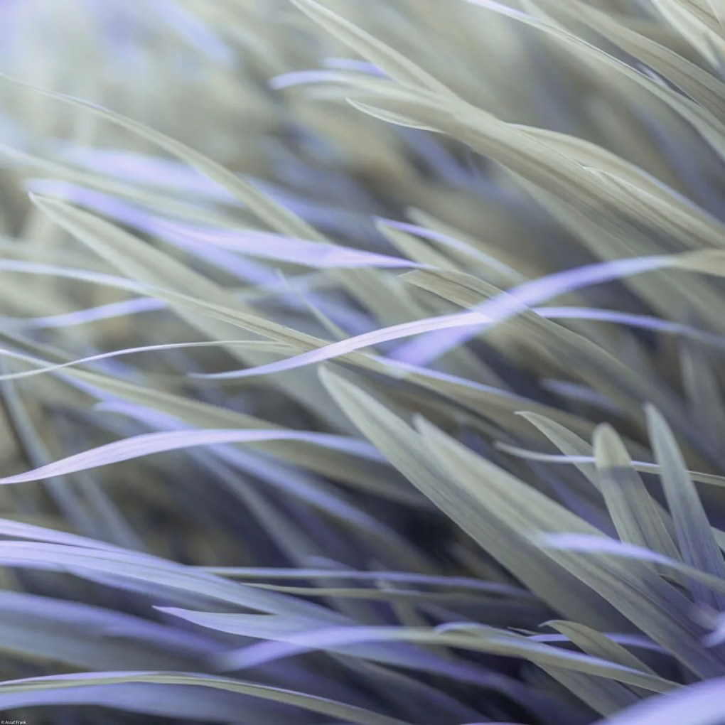Poszter 50x50cm Fű, Assaf Frank