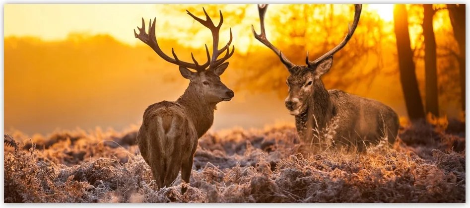 Fotótapéta flizelina 211x91 Szarvasok a rikkancson