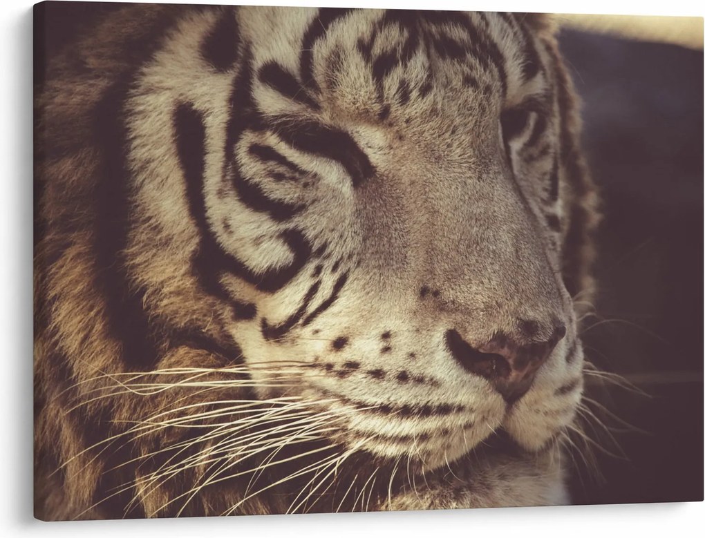 Tigris képe (70x50 cm)