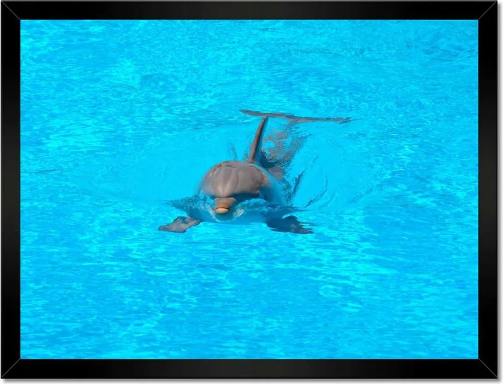 Poszterek keretben 40x30 Delfin