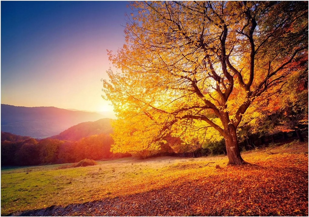 Fotótapéta fa naplemente hegyek 368 x 254 12640V8