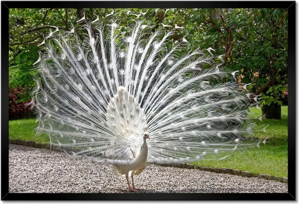 Poszterek keretben 60x40 Madarak