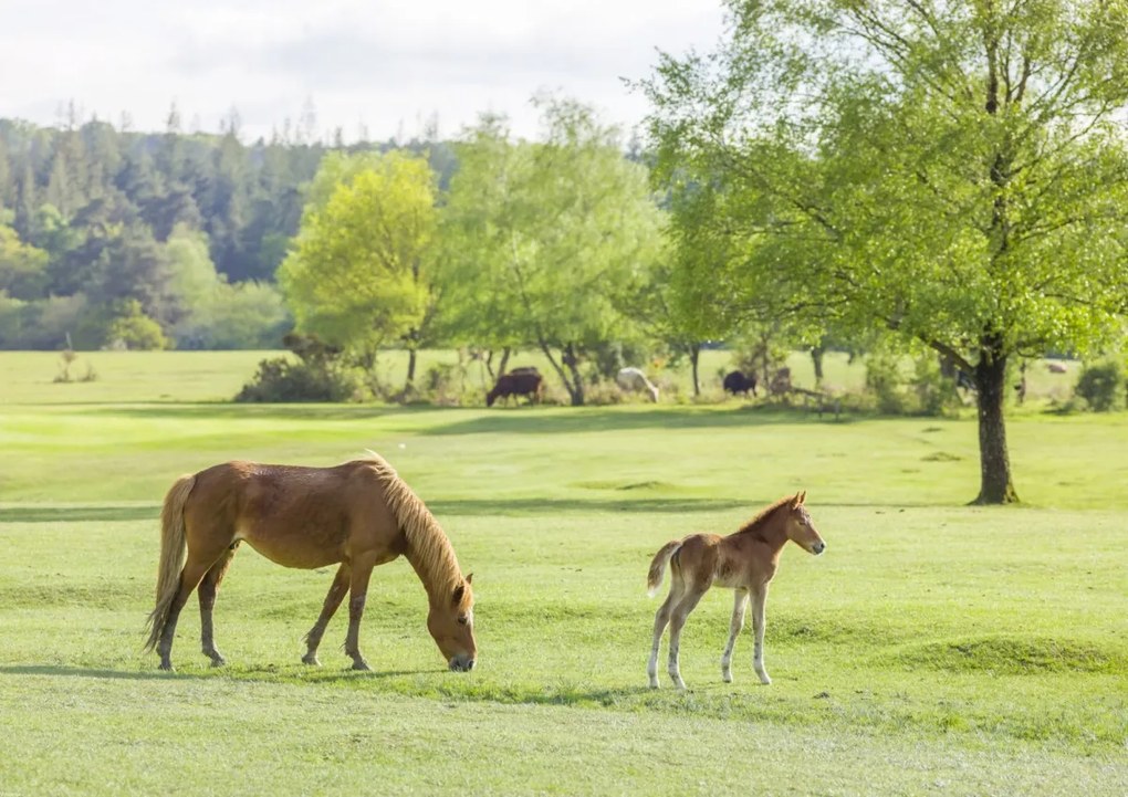 Poszter 84,1x59,4cm Ló és csikó, Assaf Frank