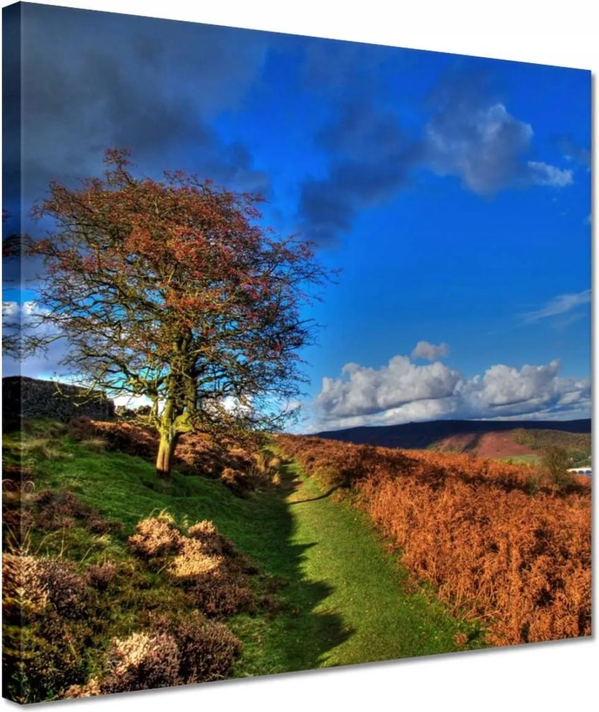 Vászonkép 30x30 Fa a láthatáron