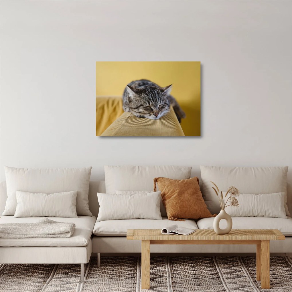 Macska a kanapén képe (üvegen) (70x50 cm)