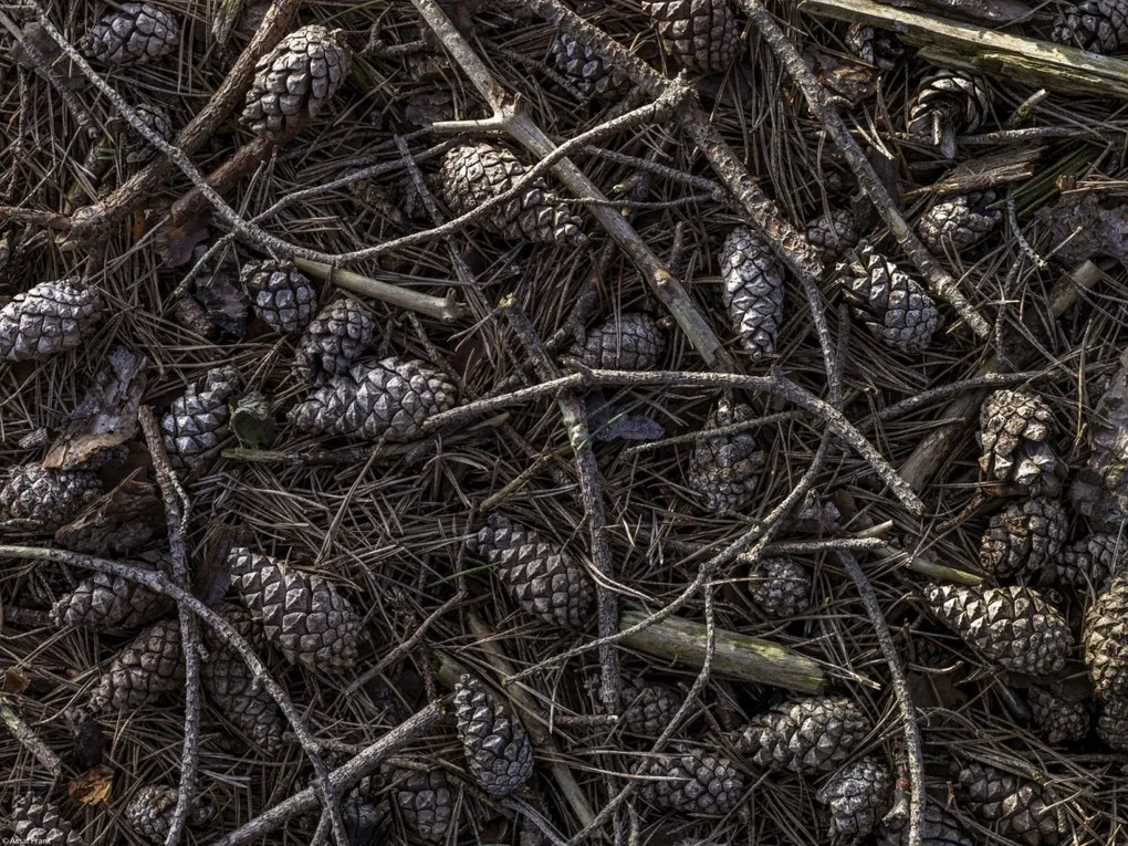 Poszter 40x30cm Erdei talaj tobozok és faágak réteggel bevonva, Assaf Fr