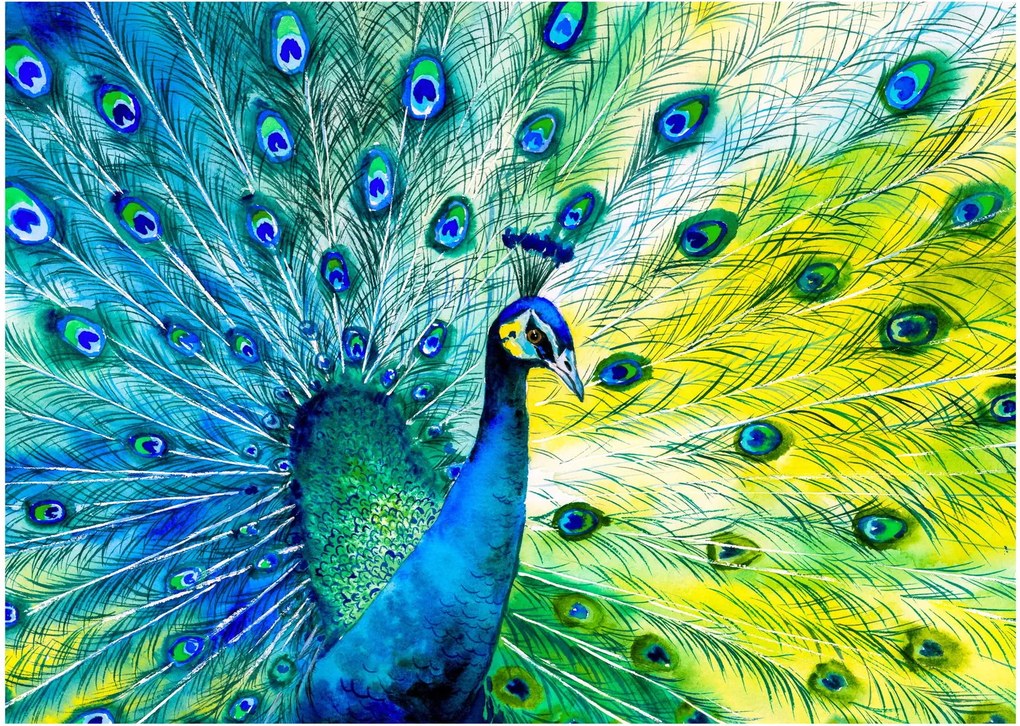 Páva képe (70x50 cm)
