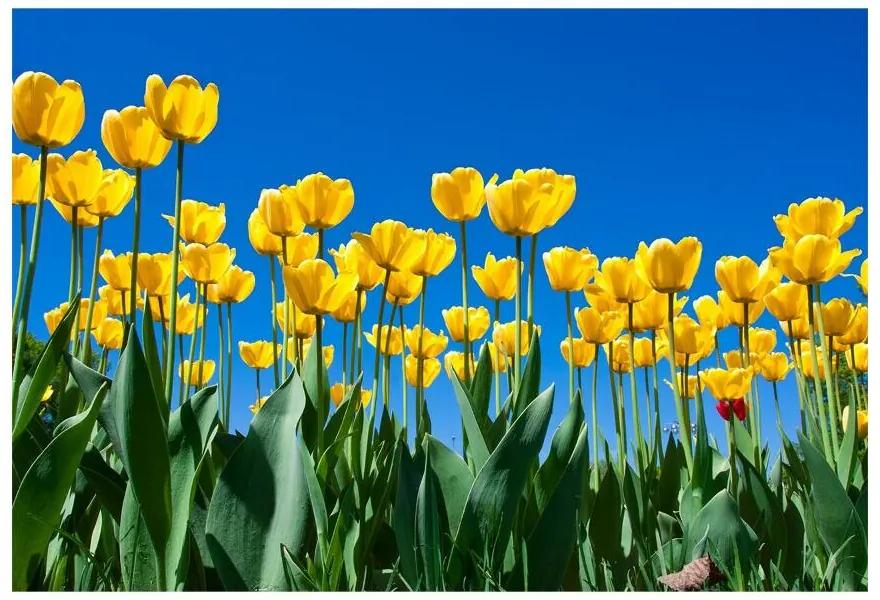 Fotótapéta tulipán virágok 104x70 cm