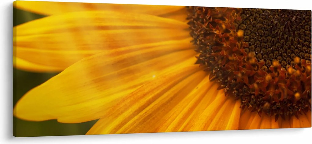 Kép - Napraforgók (120x50 cm)