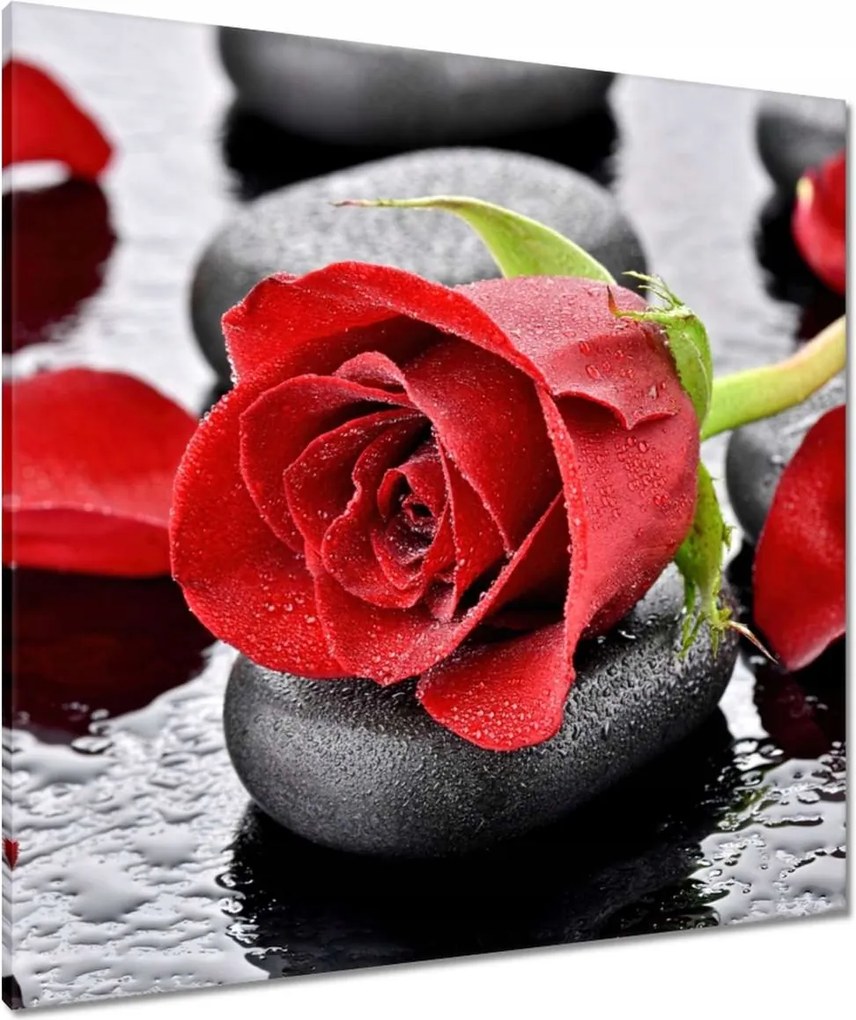 Vászonkép 80x80 Vörös rózsák Kövek