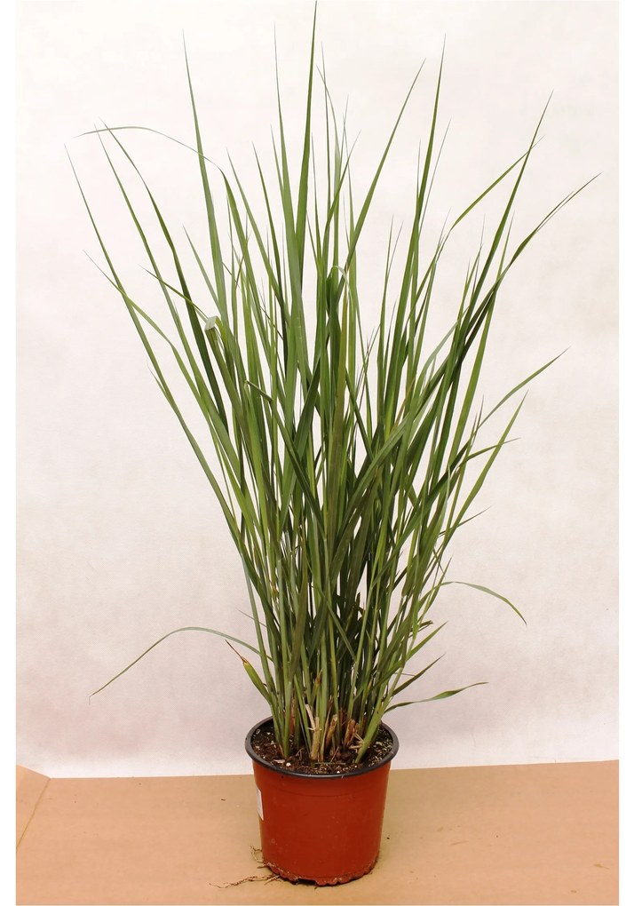 DÍSZFŰ MIX CS:13CM, CAREX FAJTÁK