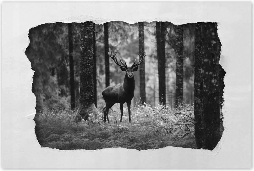 Poszter 60x40 Szarvas az erdőben B&amp;w