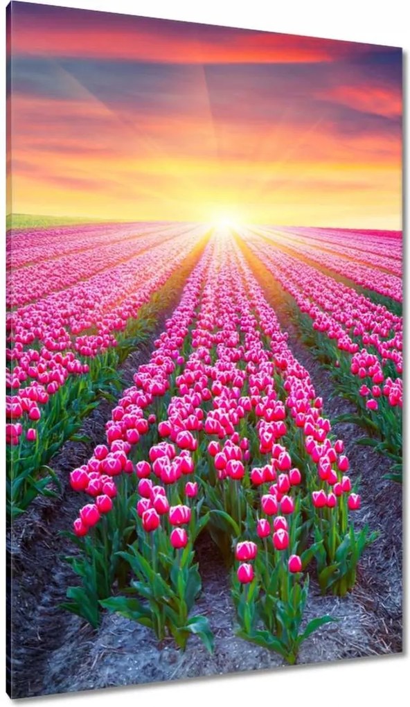 Vászonkép 80x120 Tulipánok tengere Virágok