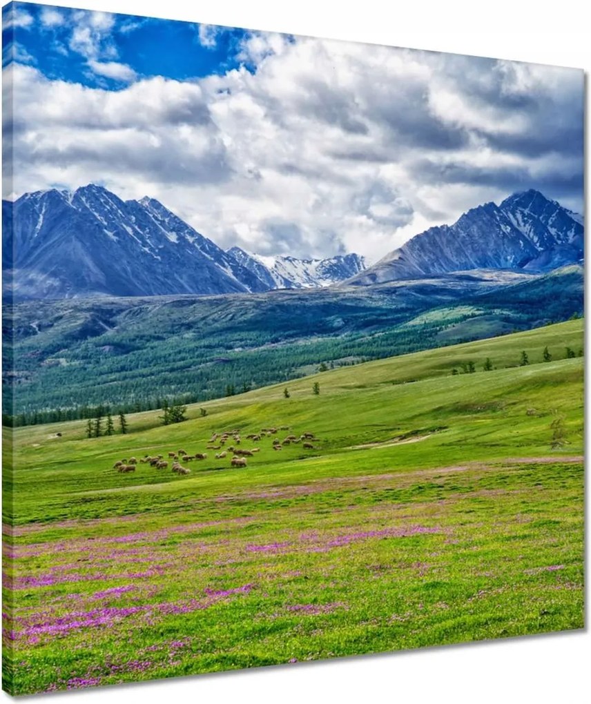 Vászonkép 50x50 Juh legeltetés Bárányok