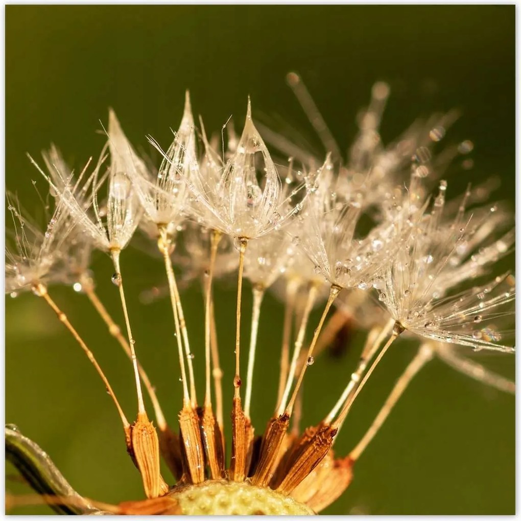 Poszterek 100x100 Pitypang