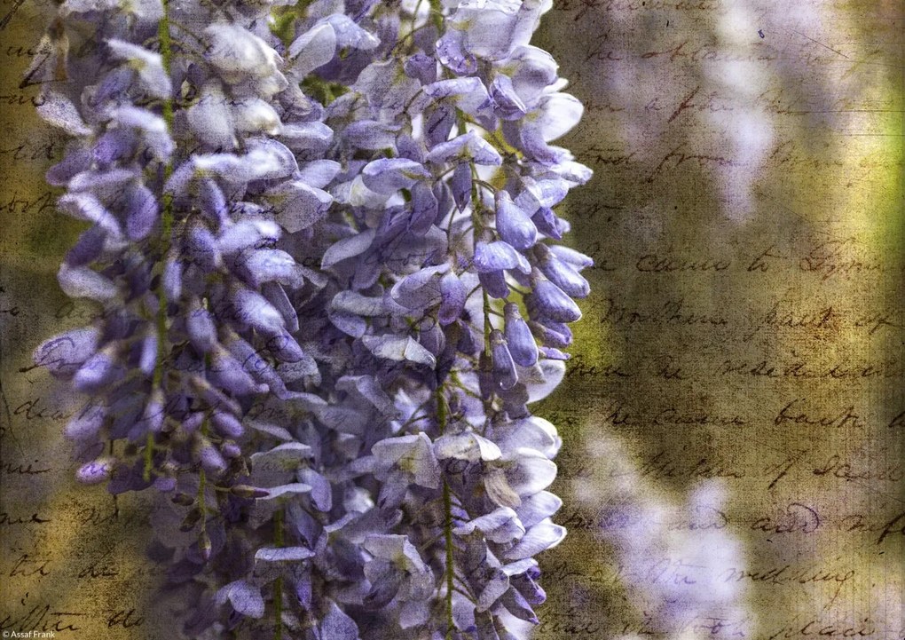 Poszter 29,7x21cm Színes tavaszi Wisteria 2, Assaf Frank