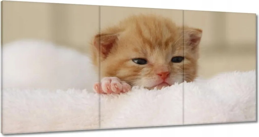 Vászonkép 60x30 Kedves cica