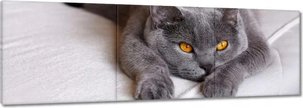 Vászonkép 120x40 Cica