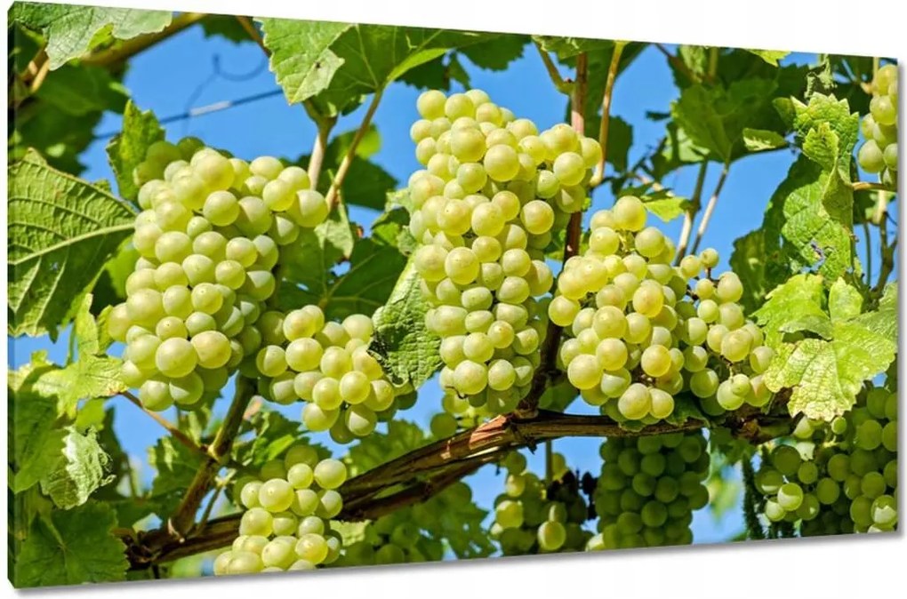 Vászonkép 120x70 Zöld szőlő