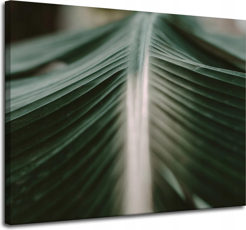 Vászonkép Természet Pálmalevél 100x80