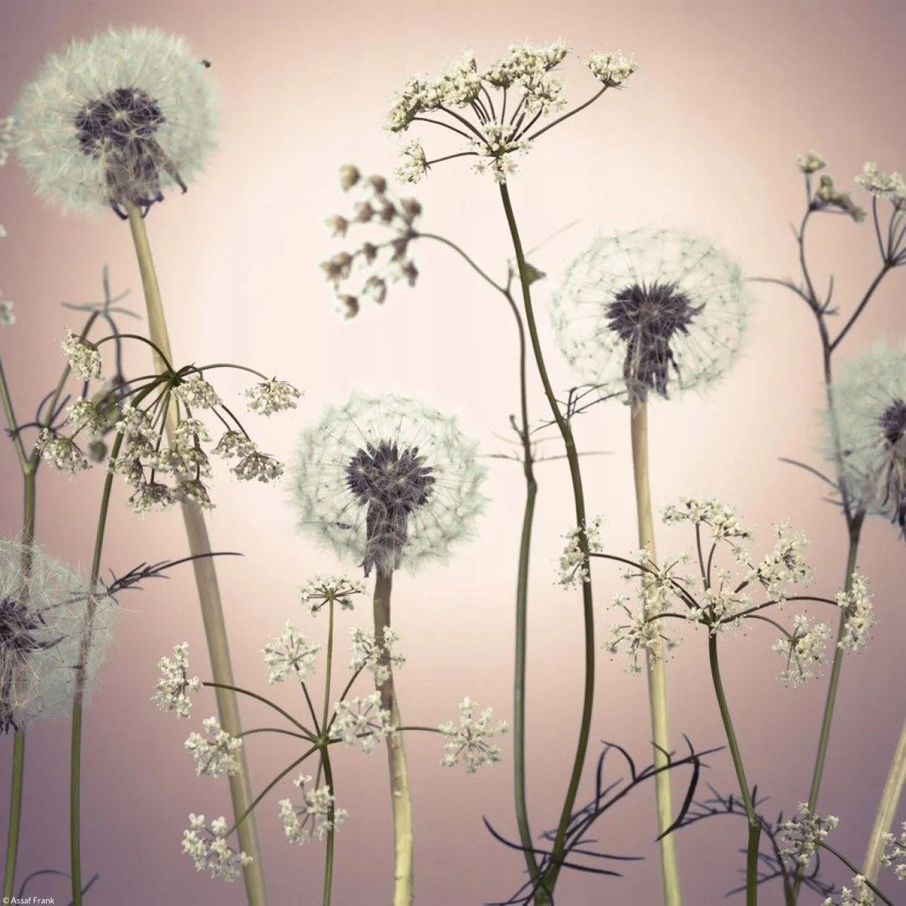 Poszter 30x30cm Réti virágok 3, Assaf Frank