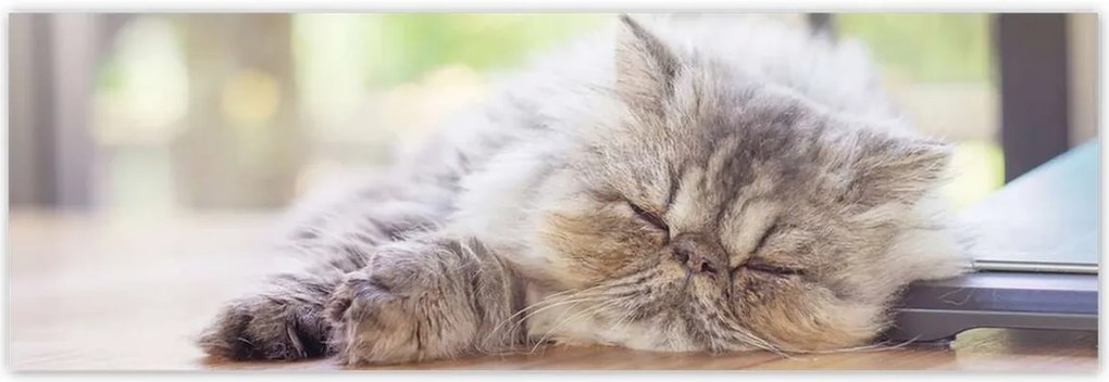 Poszterek 200x66 Cica Cicák