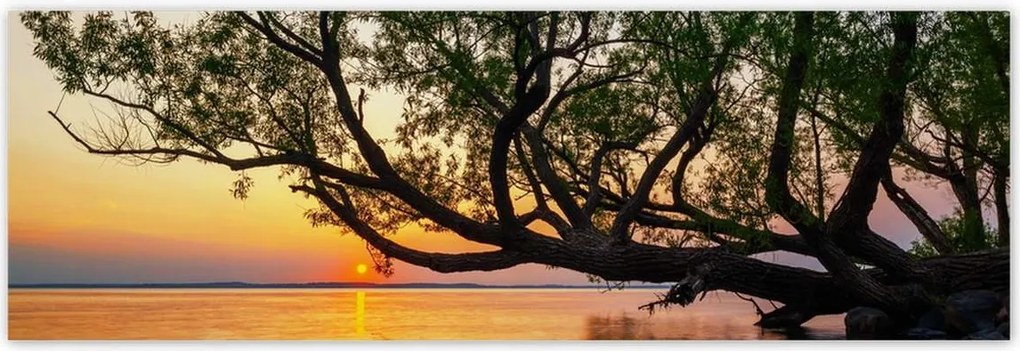 Poszterek 200x66 Fa Levelek Tó