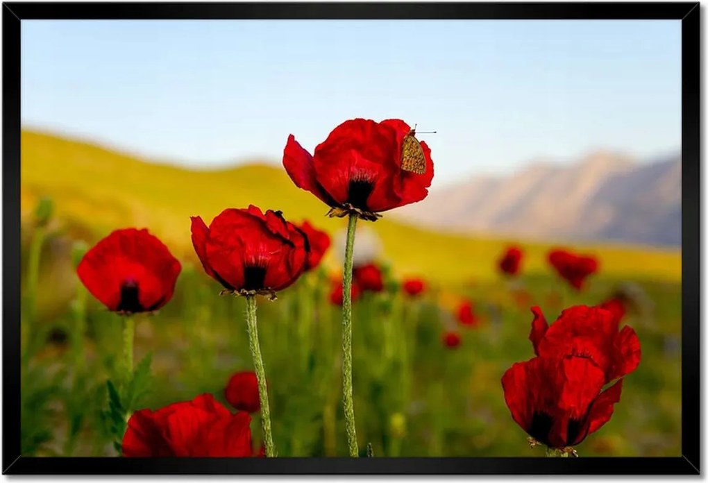 Poszter keretben 60x40 Piros pipacs Virágok Hegyek