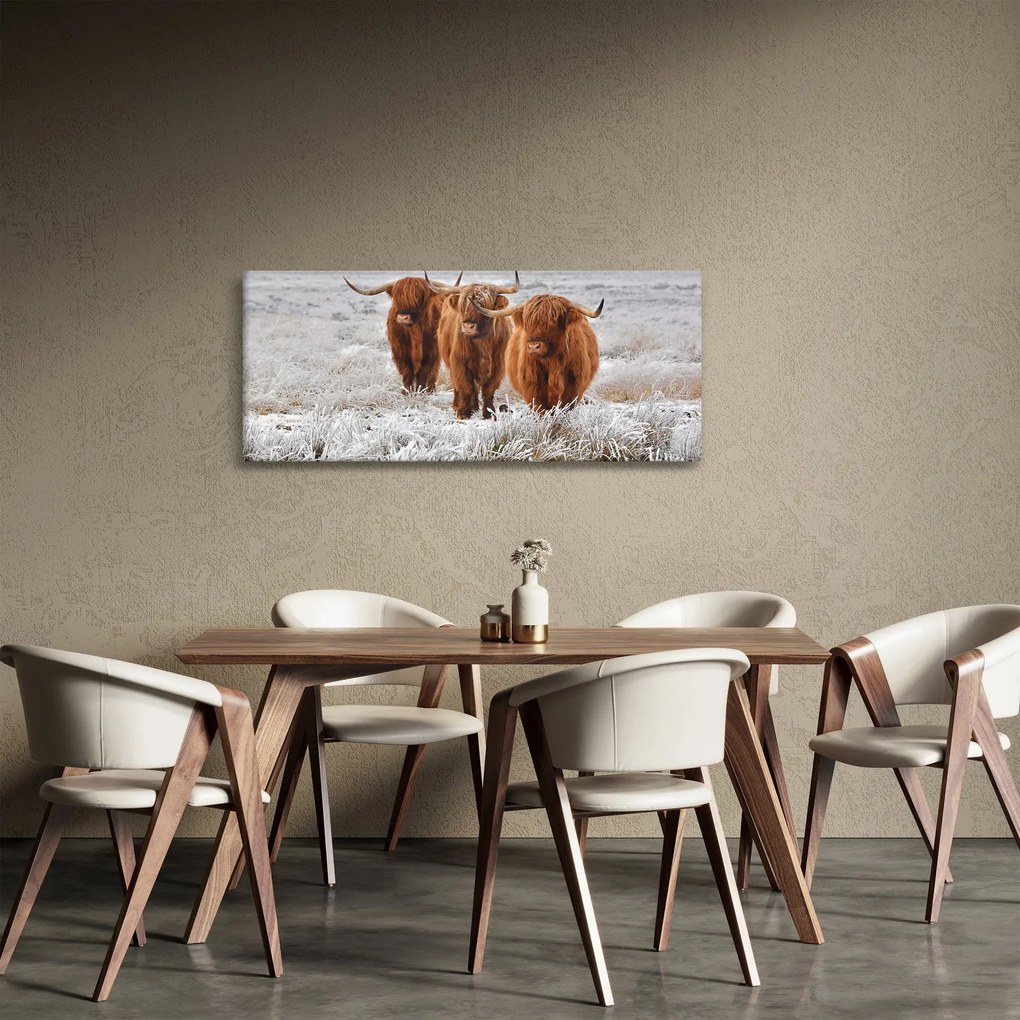 Kép - Skót tehenek (120x50 cm)