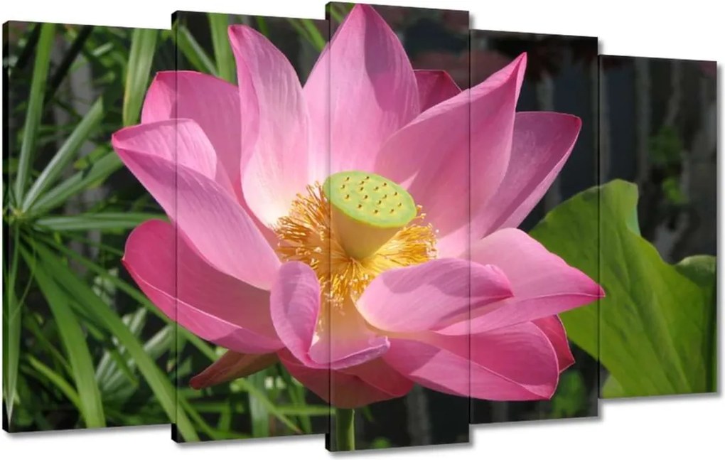 Vászonkép 100x60 Lótusz Lótuszvirág