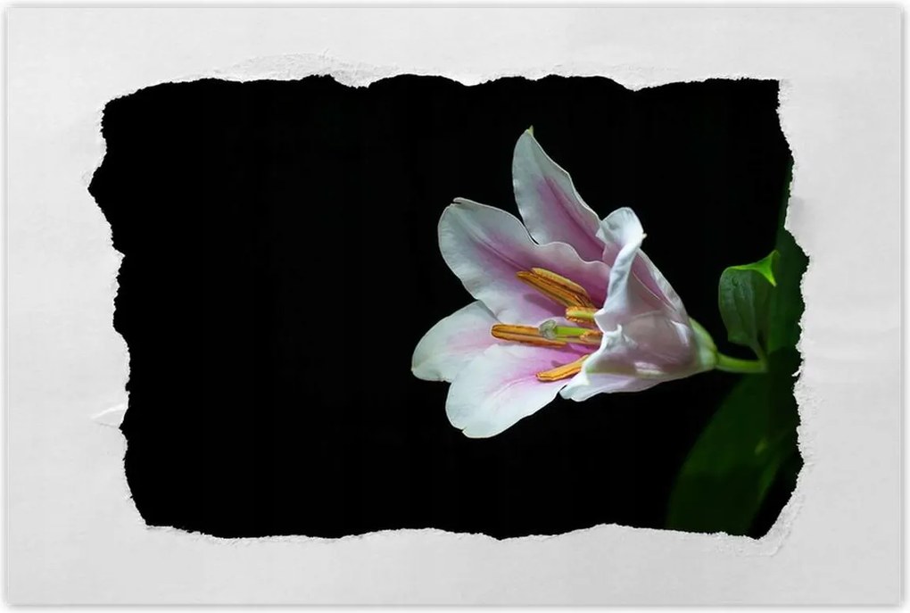 Poszter 60x40 Virágzó rózsaszín liliom