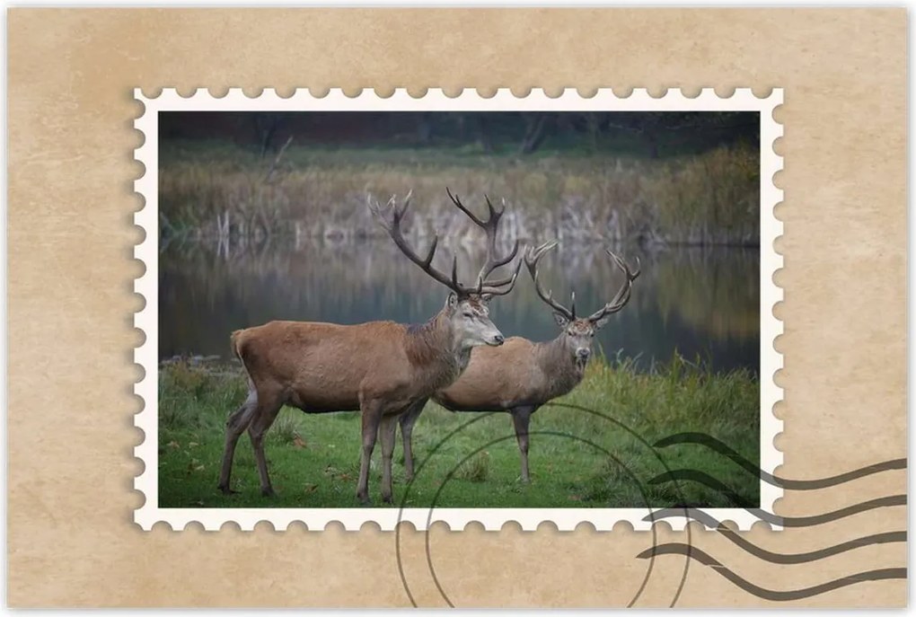 Poszterek 90x60 Szarvasok a természetben Rét