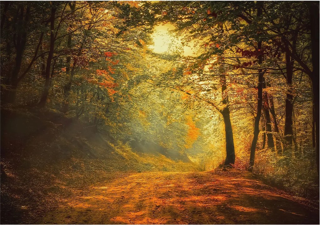 Stílusos Dekoratív Fotótapéta Flizelin Őszi tájkép 208x146 Ragasztó