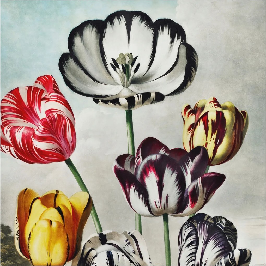 Fotótapéta Fali tapéta Hálószoba Nappali Színes tulipánok 250x250 Ragasztó