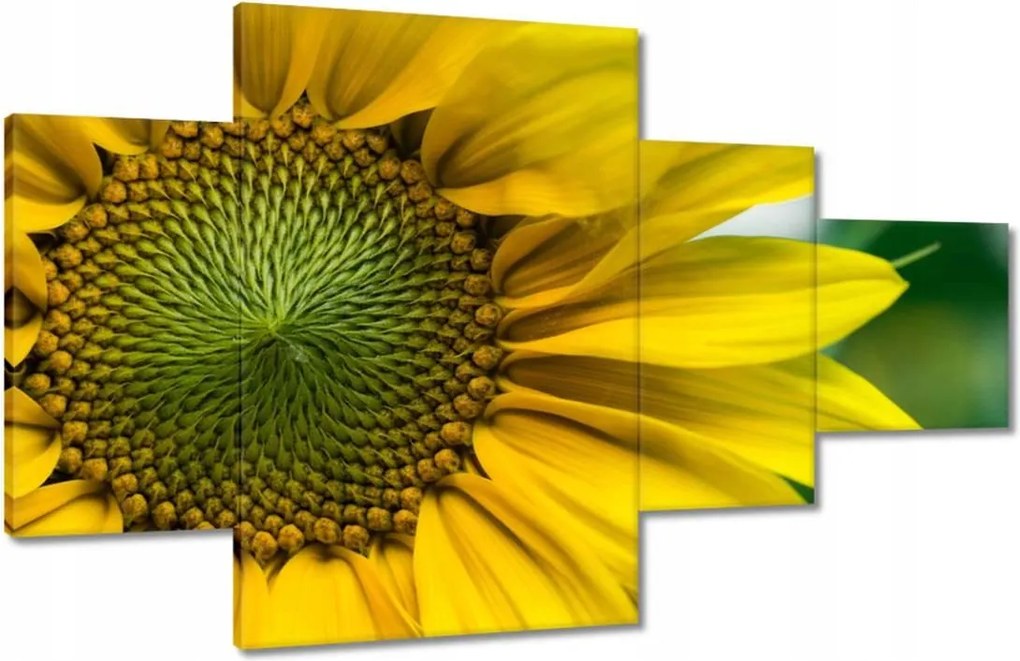 Vászonkép 130x80 Napraforgó Virág