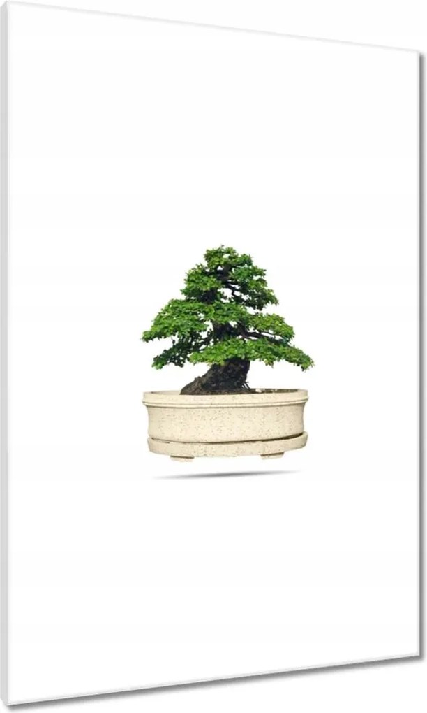 Vászonkép 70x100 Bonsai fa