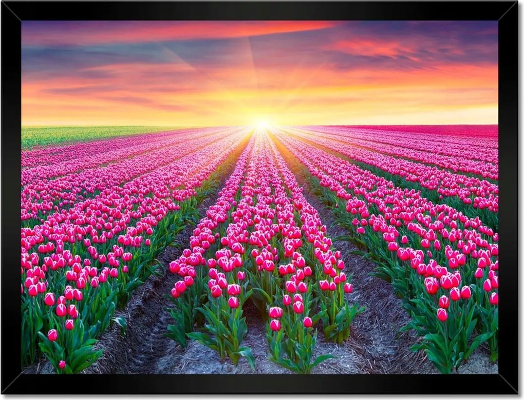 Poszterek keretben 40x30 Tulipánok tengere Virágok