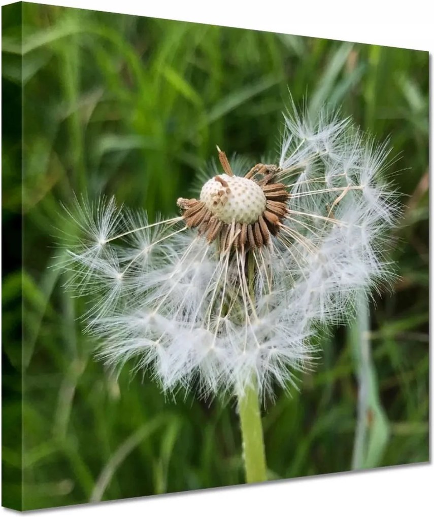 Vászonkép 60x60 Pitypang Virág Virágok