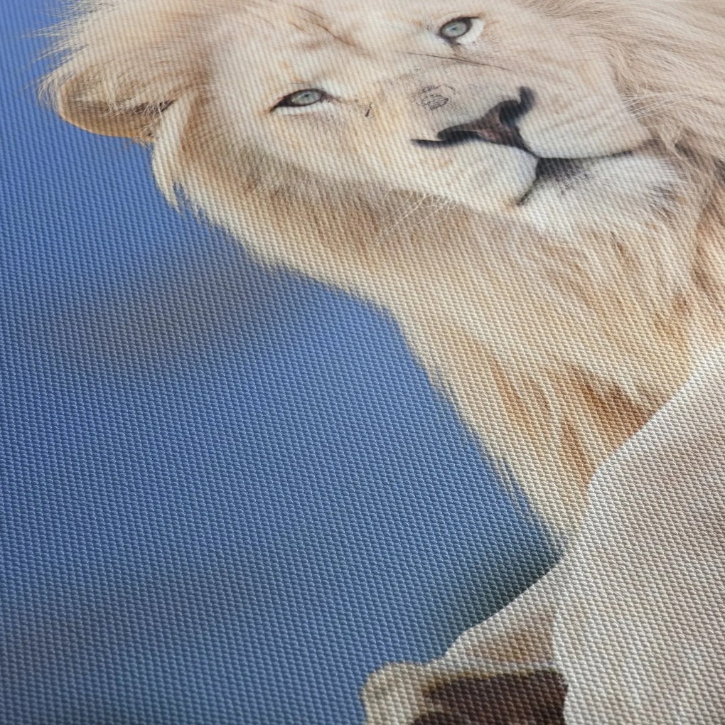 Kép - Fehér oroszlán (120x50 cm)