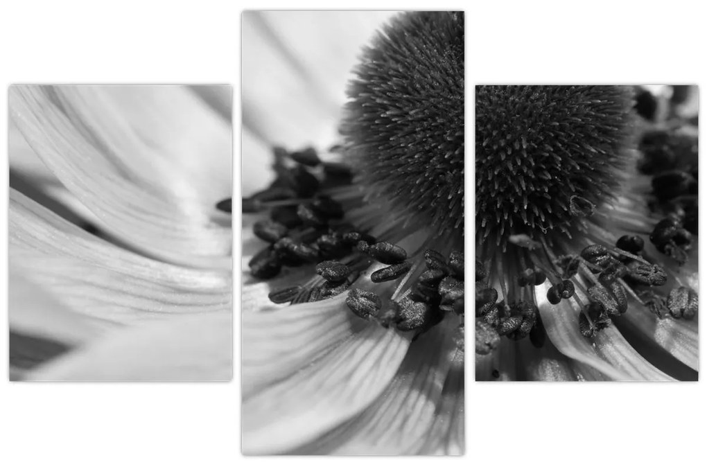 Kép - Virág fekete-fehérben (90x60 cm)
