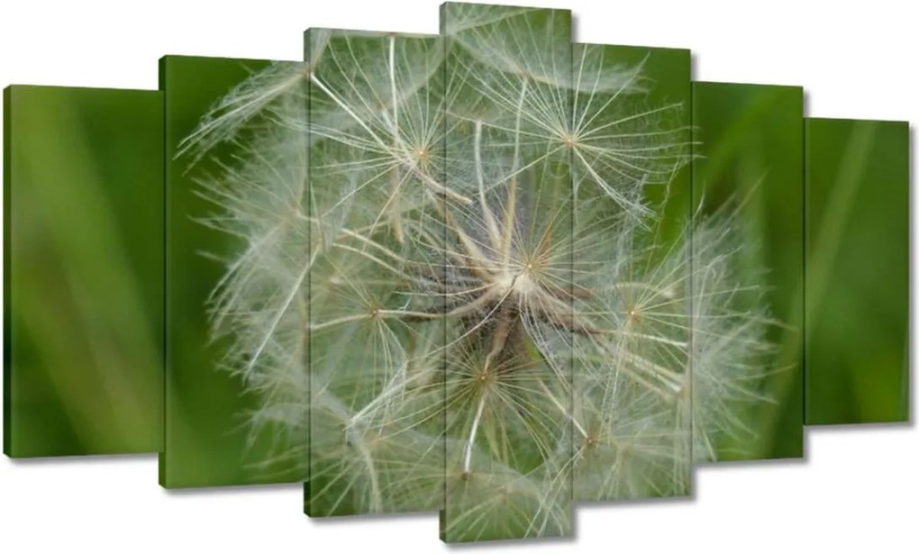 Vászonkép 140x80 Pitypang Virág Virágok