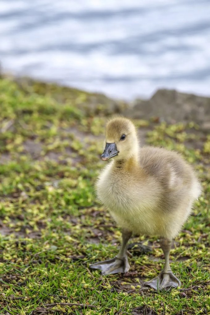 Poszter 40x60cm Gosling, Assaf Frank