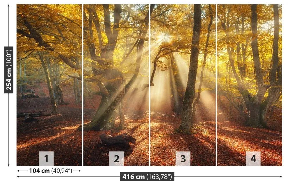 Fotótapéta magic Forest 104x70 cm
