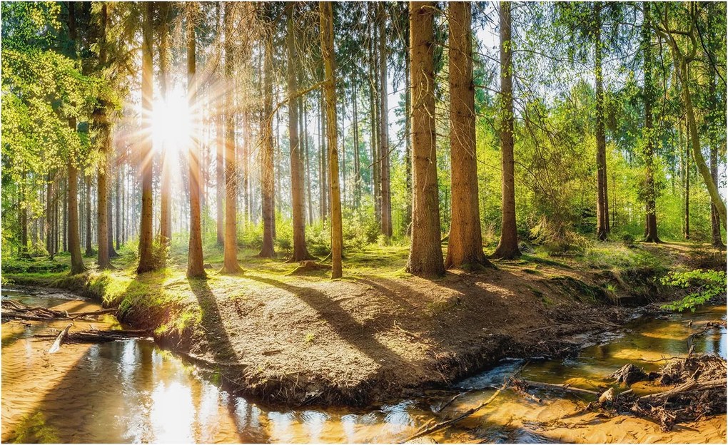 Flizelin tapéta Divatos 3D fali ragasztó Erdei idill 416x254 ragasztó