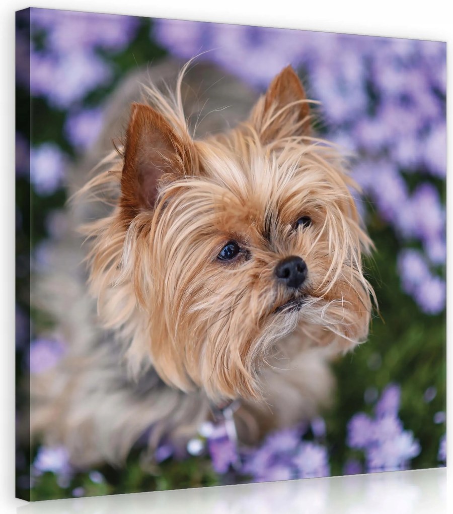 Vászonkép 80x80 Kis kutya terrier lila virágok portré aranyos kis kedvenc
