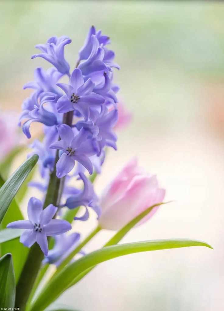 Poszter 20,5x28,4cm Jácint és tulipánok közelkép, Assaf Frank