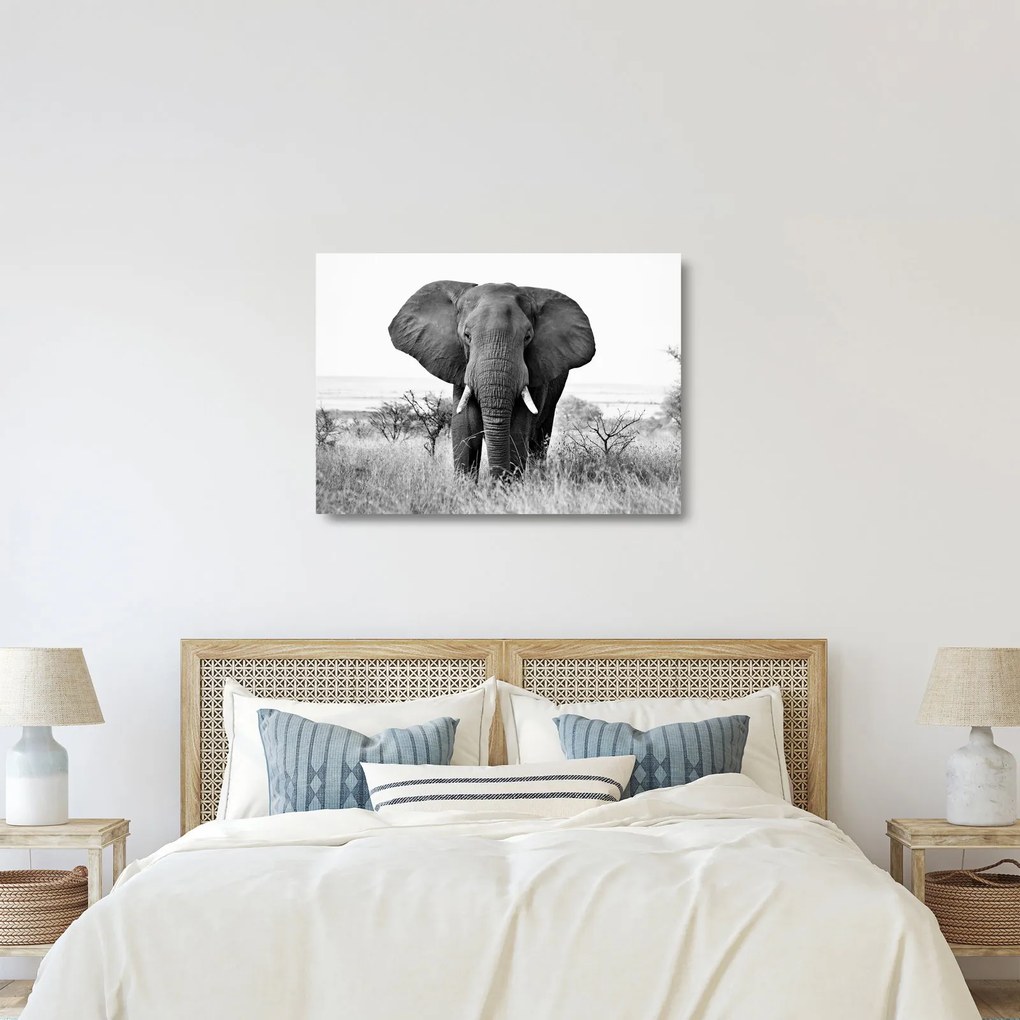 Üveg kép - Afrikai elefánt II. (70x50 cm)