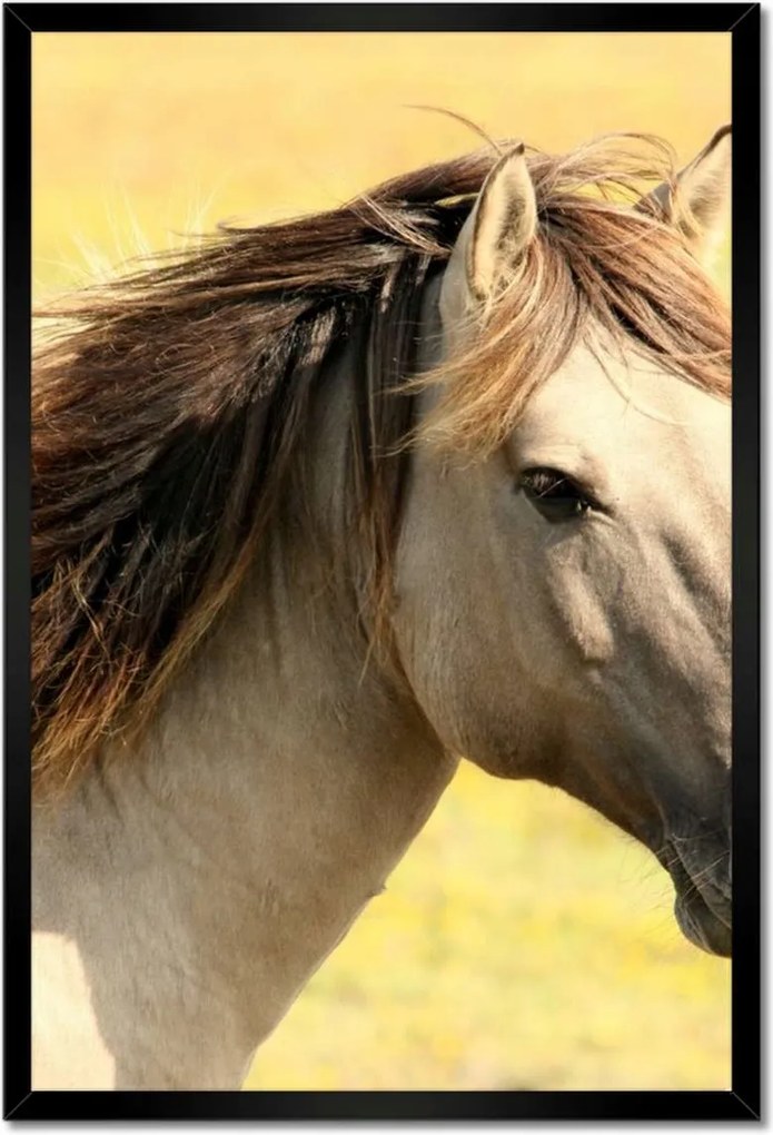 Poszterek keretben 40x60 Lófej