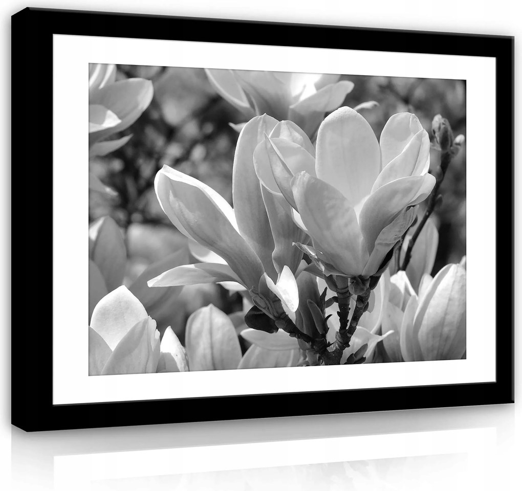 Vászonkép 80x60 Magnólia virágok fekete-fehér közelkép növényvilág természet elegancia